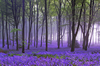 bluebells